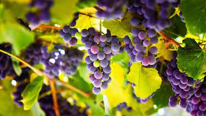 VINOS ORGÁNICOS Y ESPUMANTES