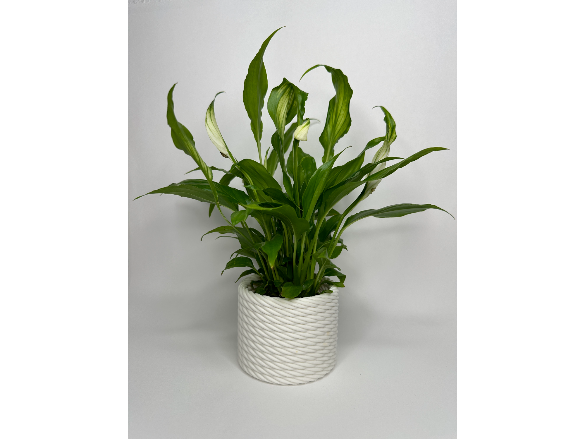 Maceta estilo cuerda