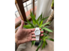 SCMI BLANCO