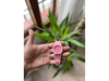 SCMI ROSA