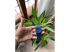 SCMI AZUL