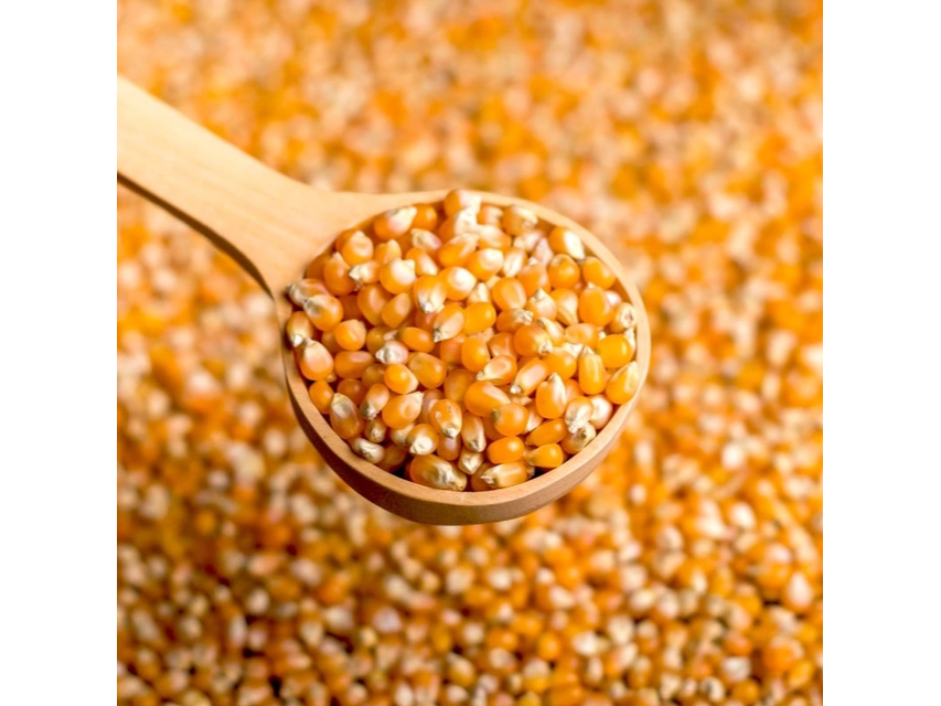 Maíz Pizingallo 1/2 kg