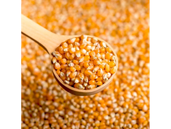 Maíz Pizingallo 1/2 kg