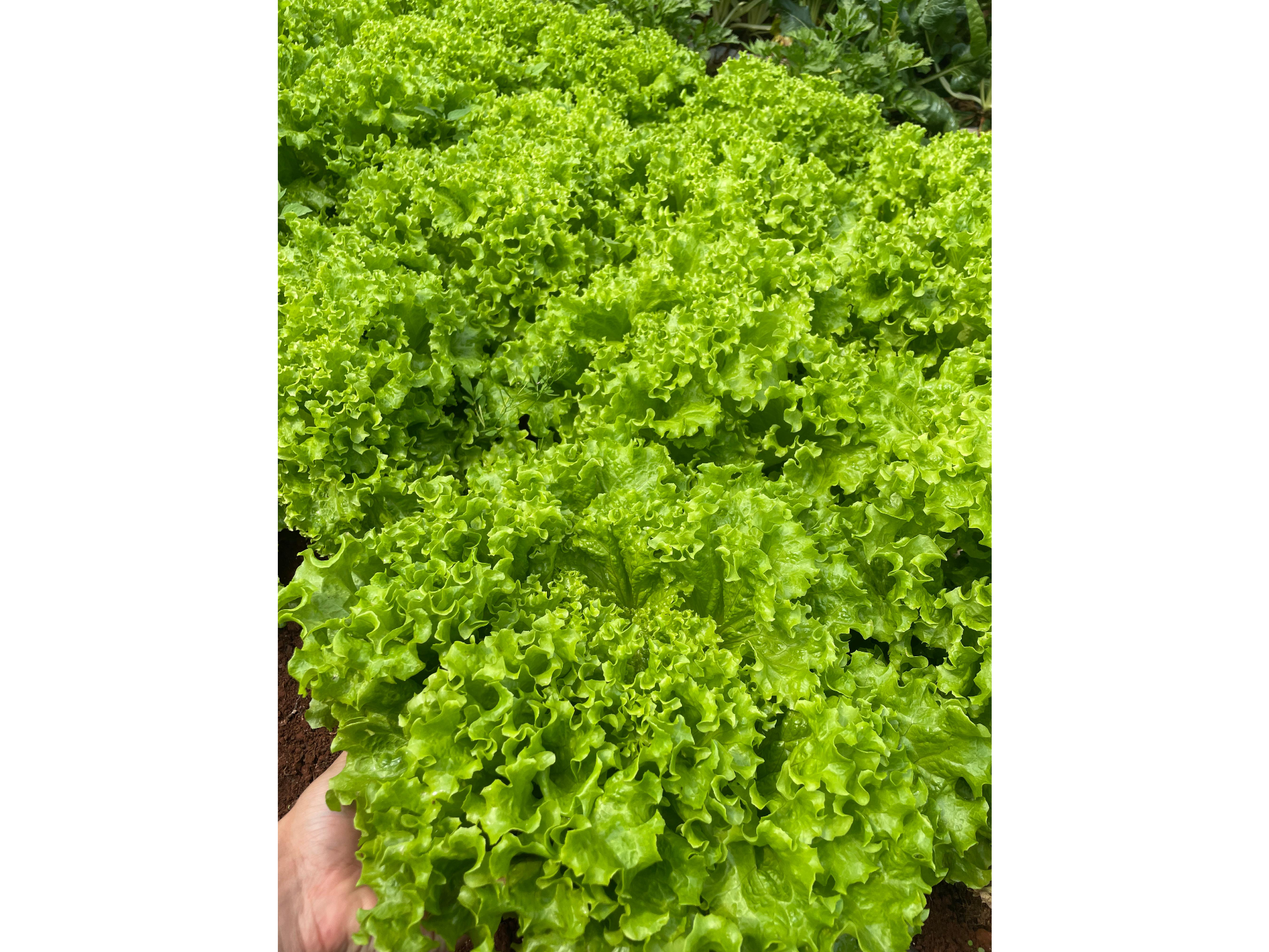 Lechuga crespa