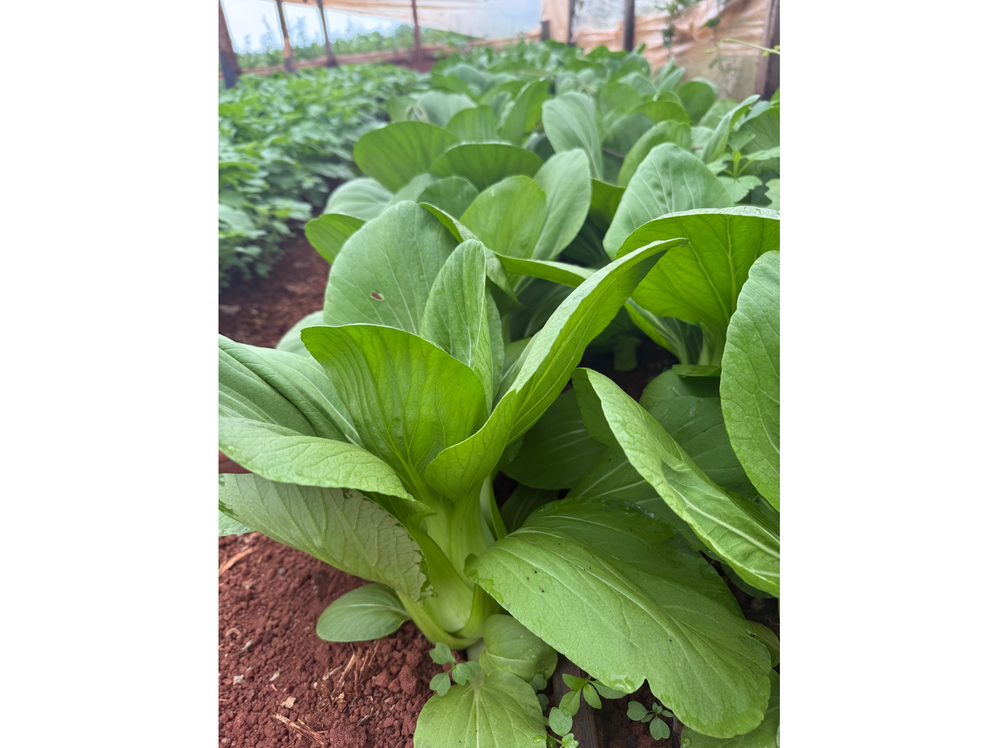 Pakchoi