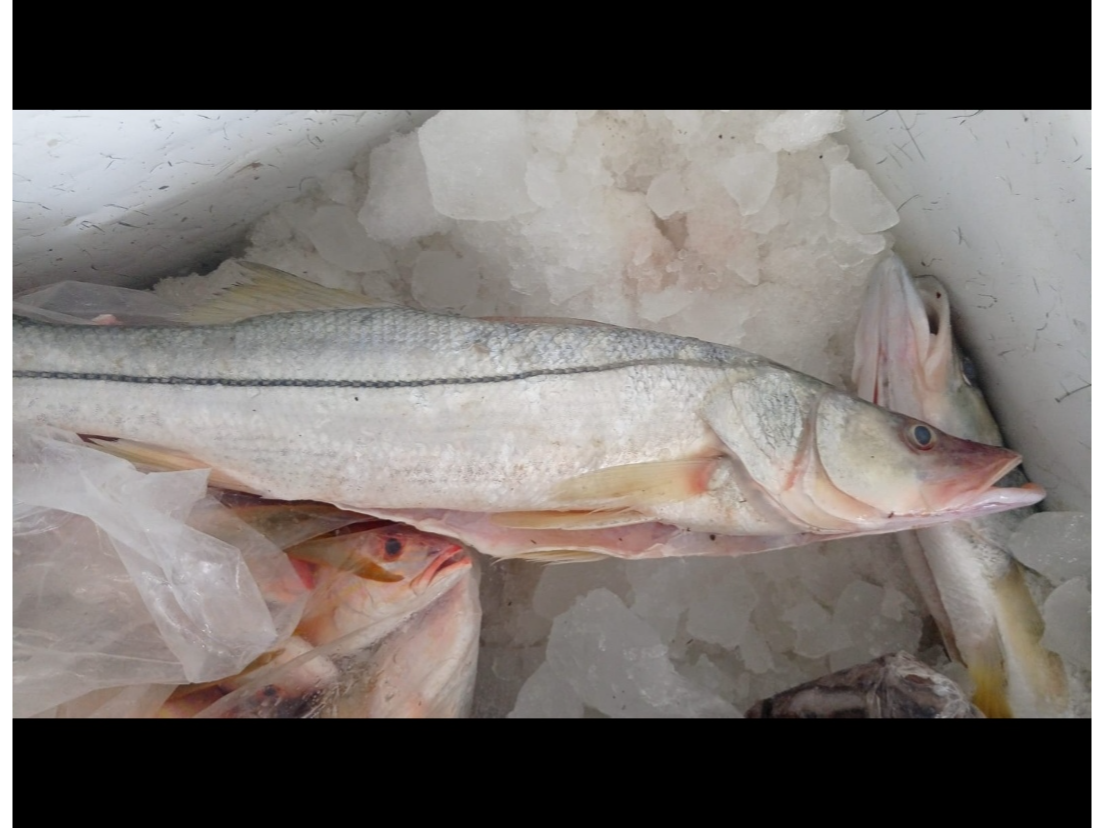 Pescado frito