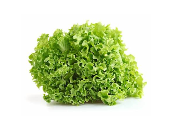 Lechuga criolla