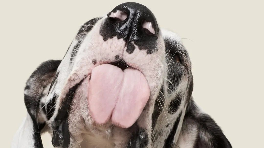 Snack de cuero de chancho