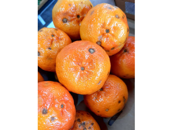 Mandarina encore