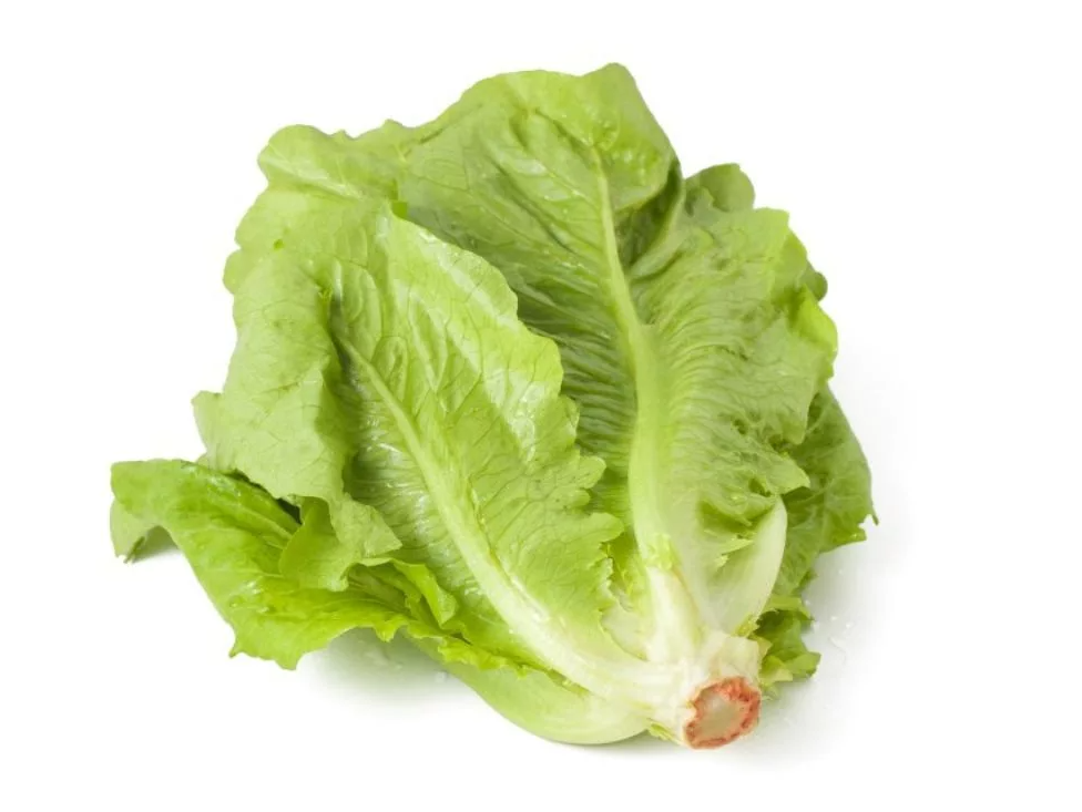 Lechuga Manteca