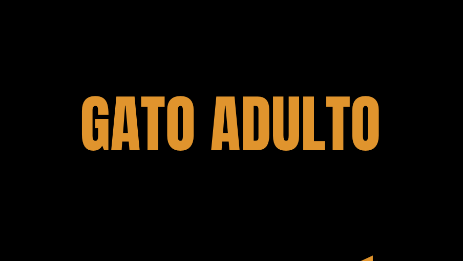 Gatos