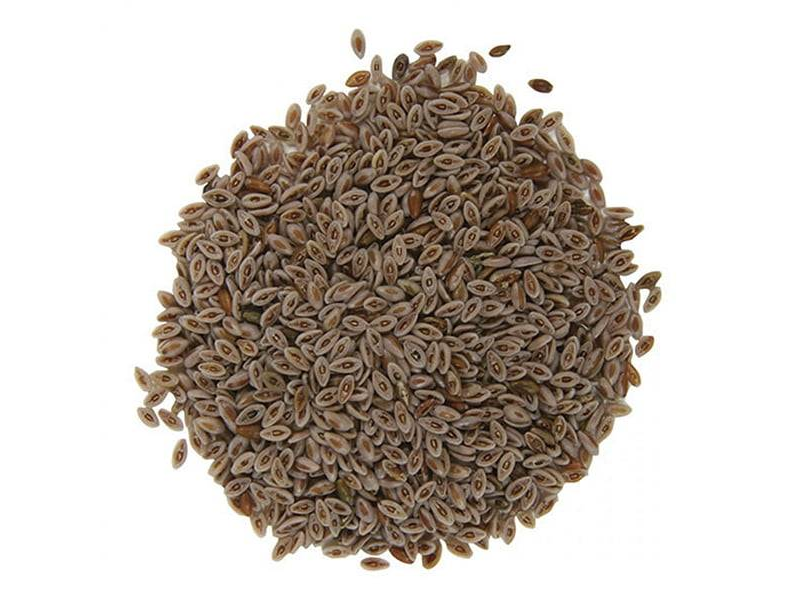 Psyllium