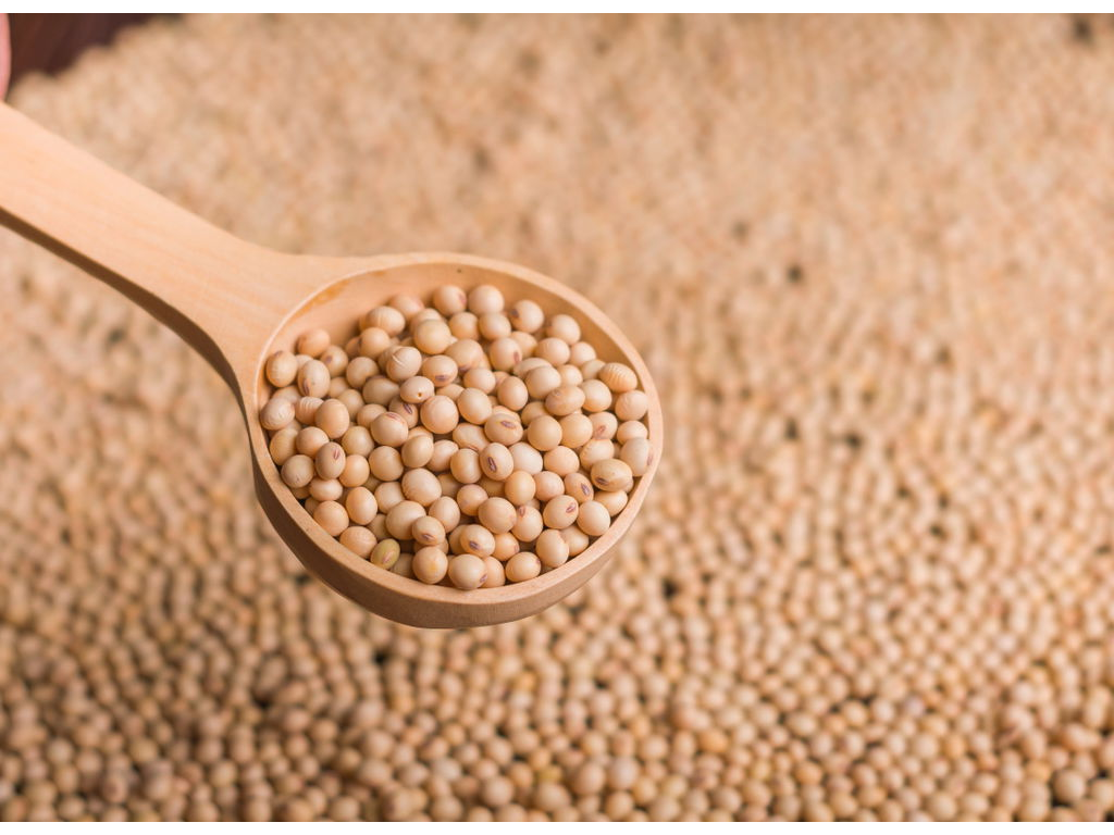 Porotos de Soja