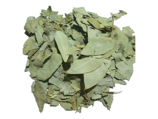 Eucaliptus
