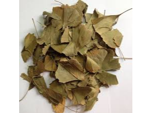Ginkgo Biloba