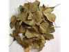 Ginkgo Biloba