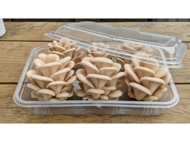 GIRGOLAS Chicas 200 gr RETIRAR de BONDIET