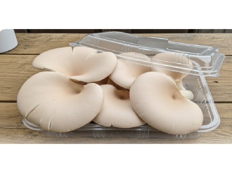 GIRGOLA Grande 200 gr RETIRAR