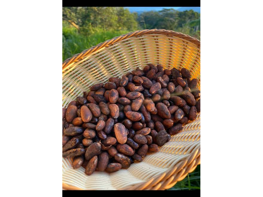 Semillas de Cacao Natural