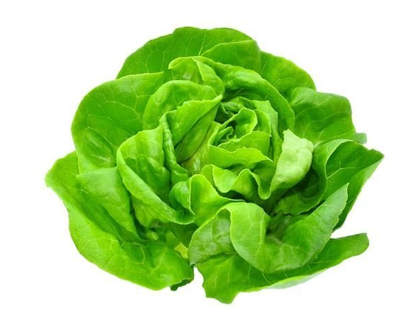 Lechuga mantecosa