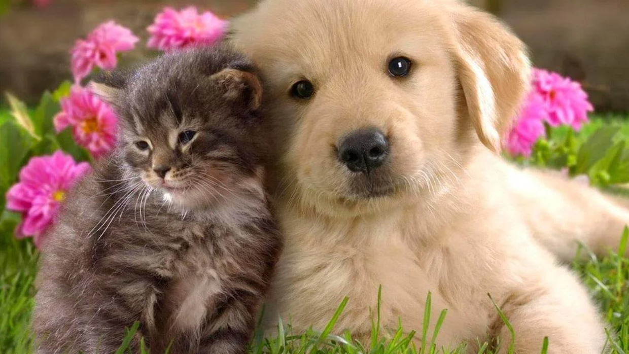 PET SHOP