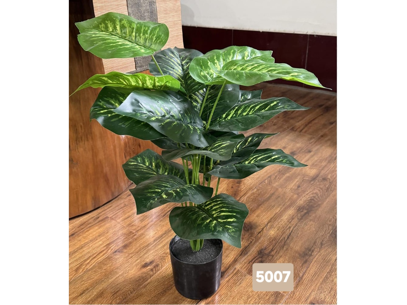 Dieffenbachia