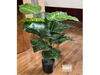 Dieffenbachia