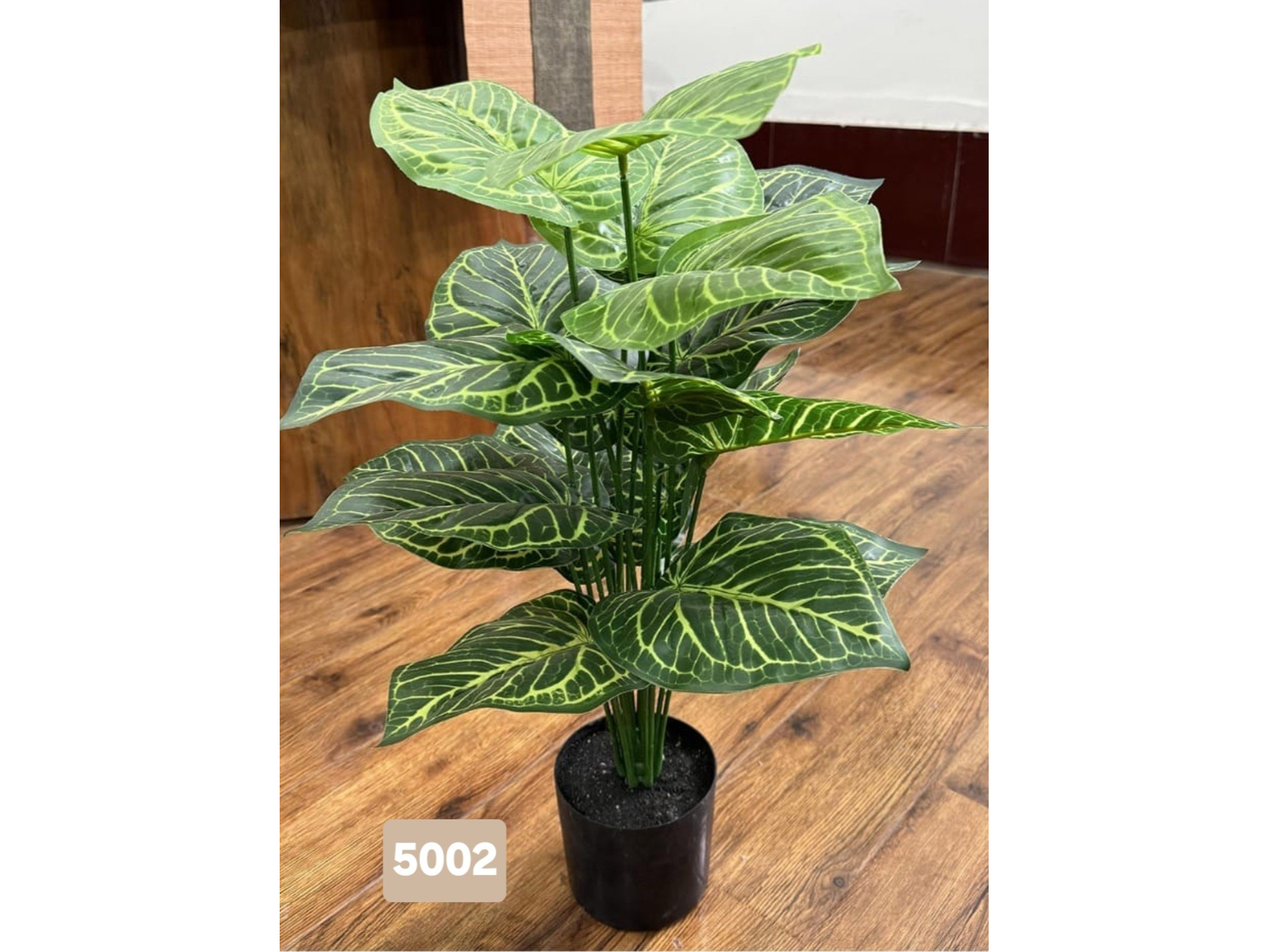 Syngonium con hojas verdes y venas amarillentas