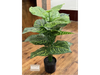Syngonium con hojas verdes y venas amarillentas