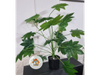 Esta es una planta artificial del tipo Aralia japónica