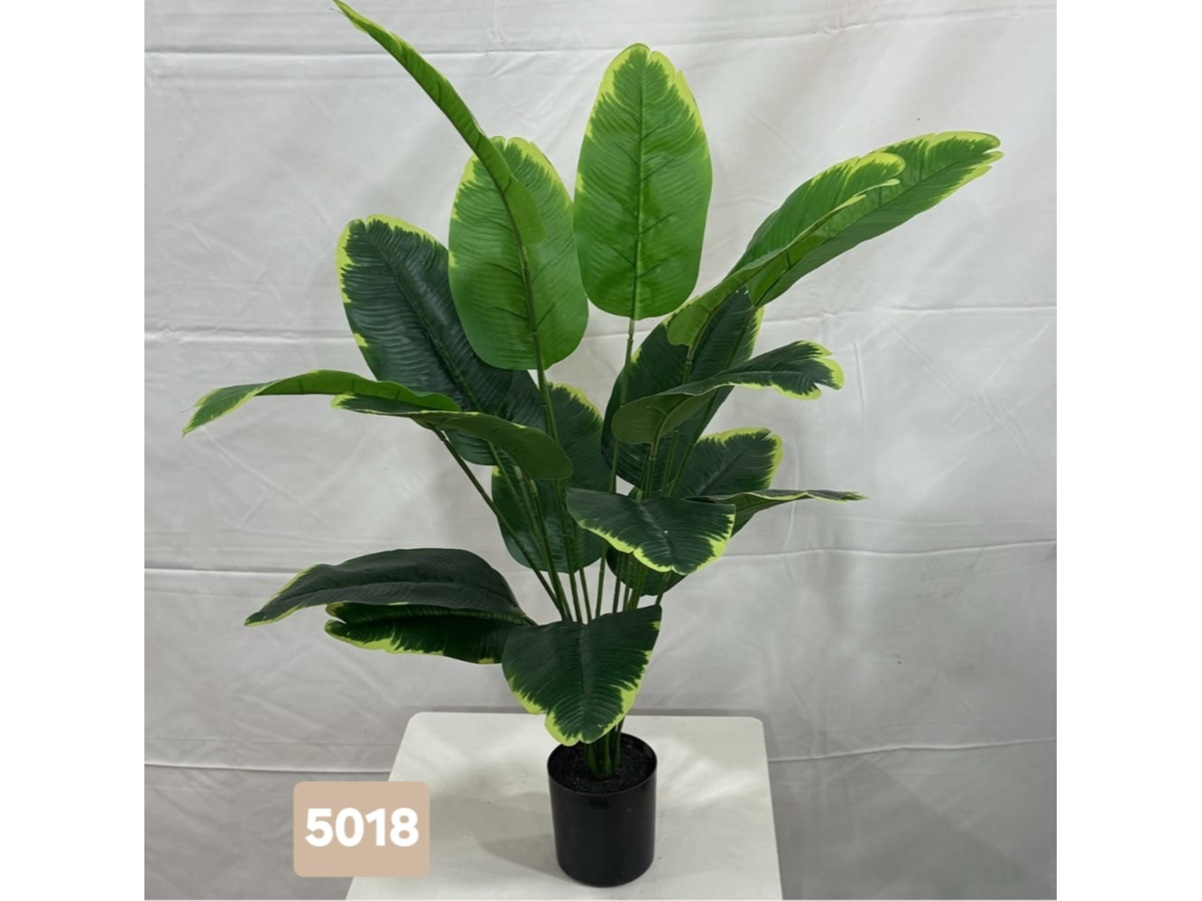 Bananero o strelitzia nicolai