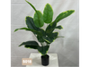 Bananero o strelitzia nicolai