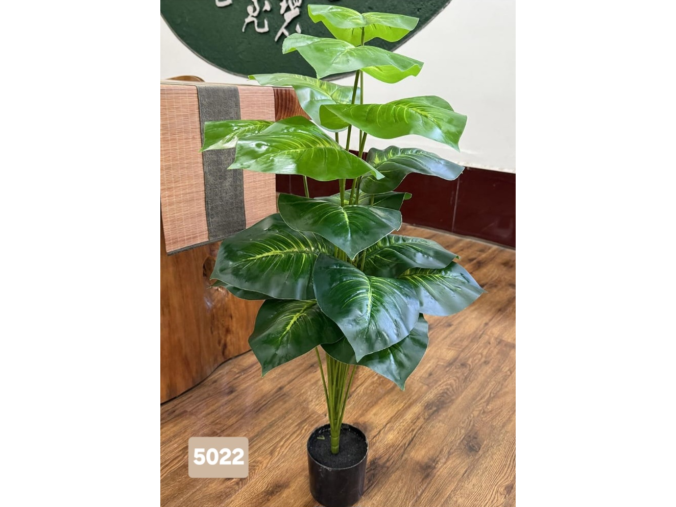 Alocasia