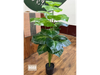 Alocasia