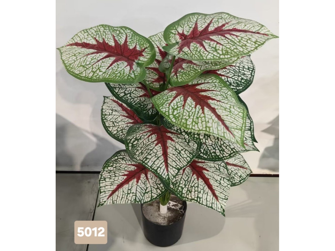 Caladium bicolor con hojas grandes en forma de corazón, color blanco y verde con venas rojas