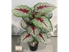 Caladium bicolor con hojas grandes en forma de corazón, color blanco y verde con venas rojas
