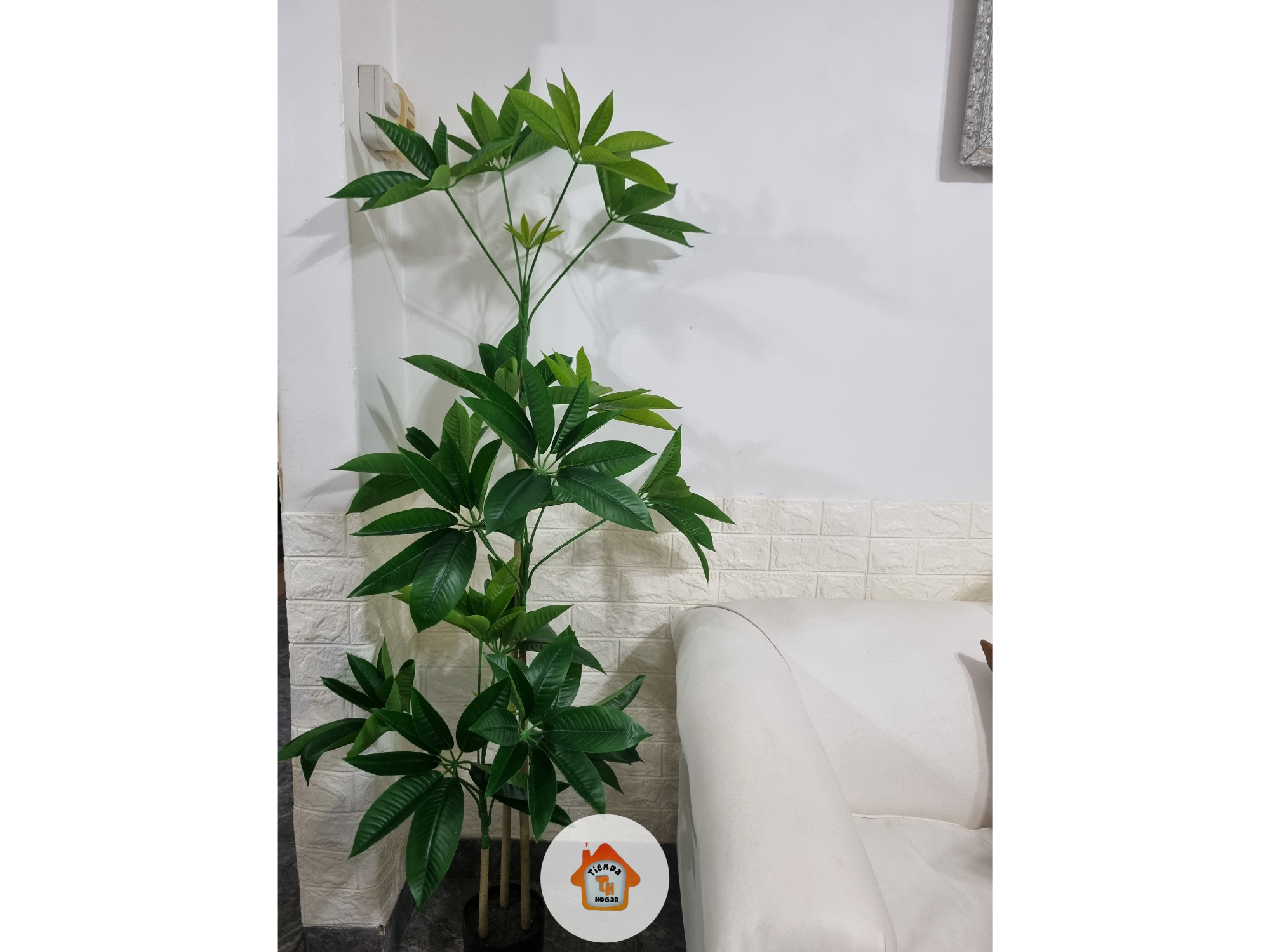 Planta de la Fortuna y el dinero