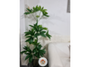 Planta de la Fortuna y el dinero