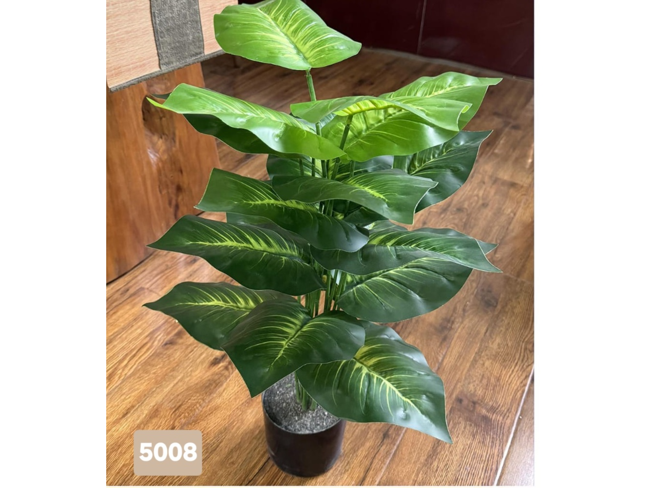 Pothos tropical