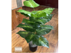 Pothos tropical