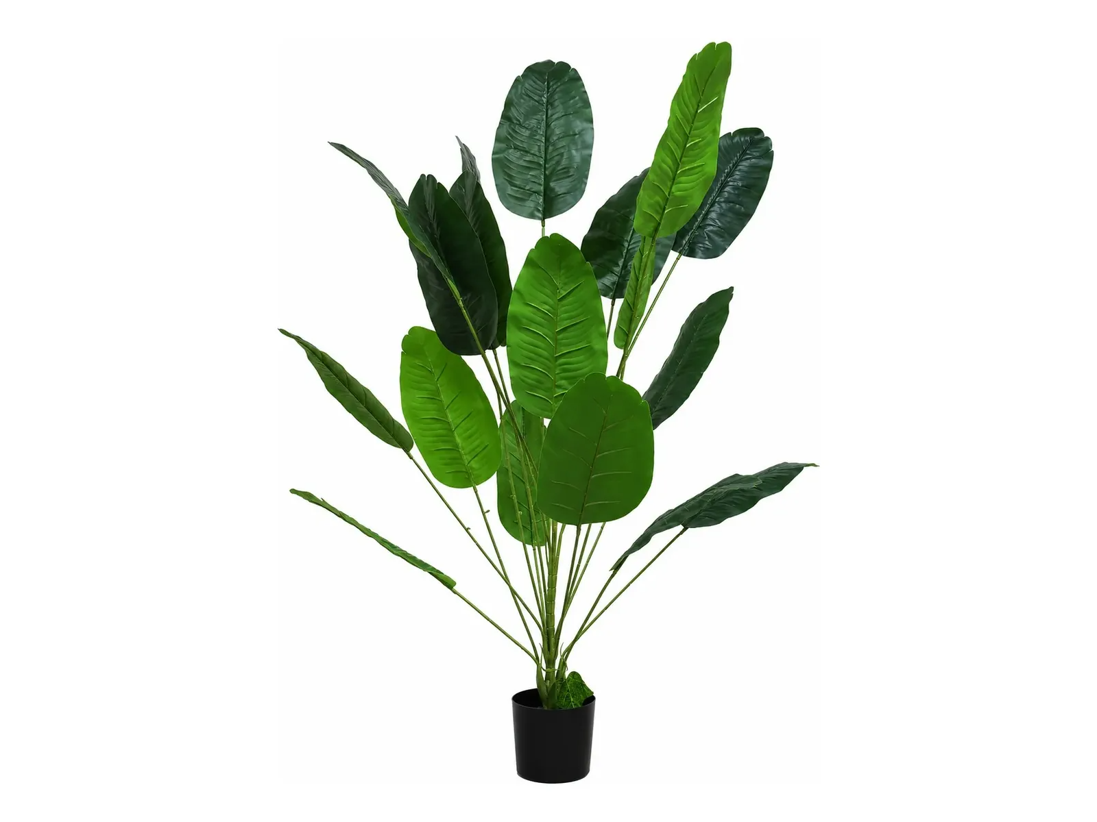 Strelitzia Nicolai
