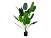 Strelitzia Nicolai