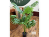 Palmera tipo abanico con diseño tropical