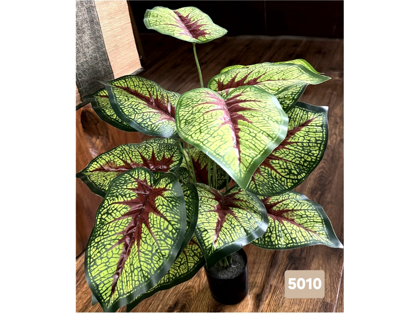 Caladium con hojas verdes y venas rojas