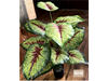 Caladium con hojas verdes y venas rojas