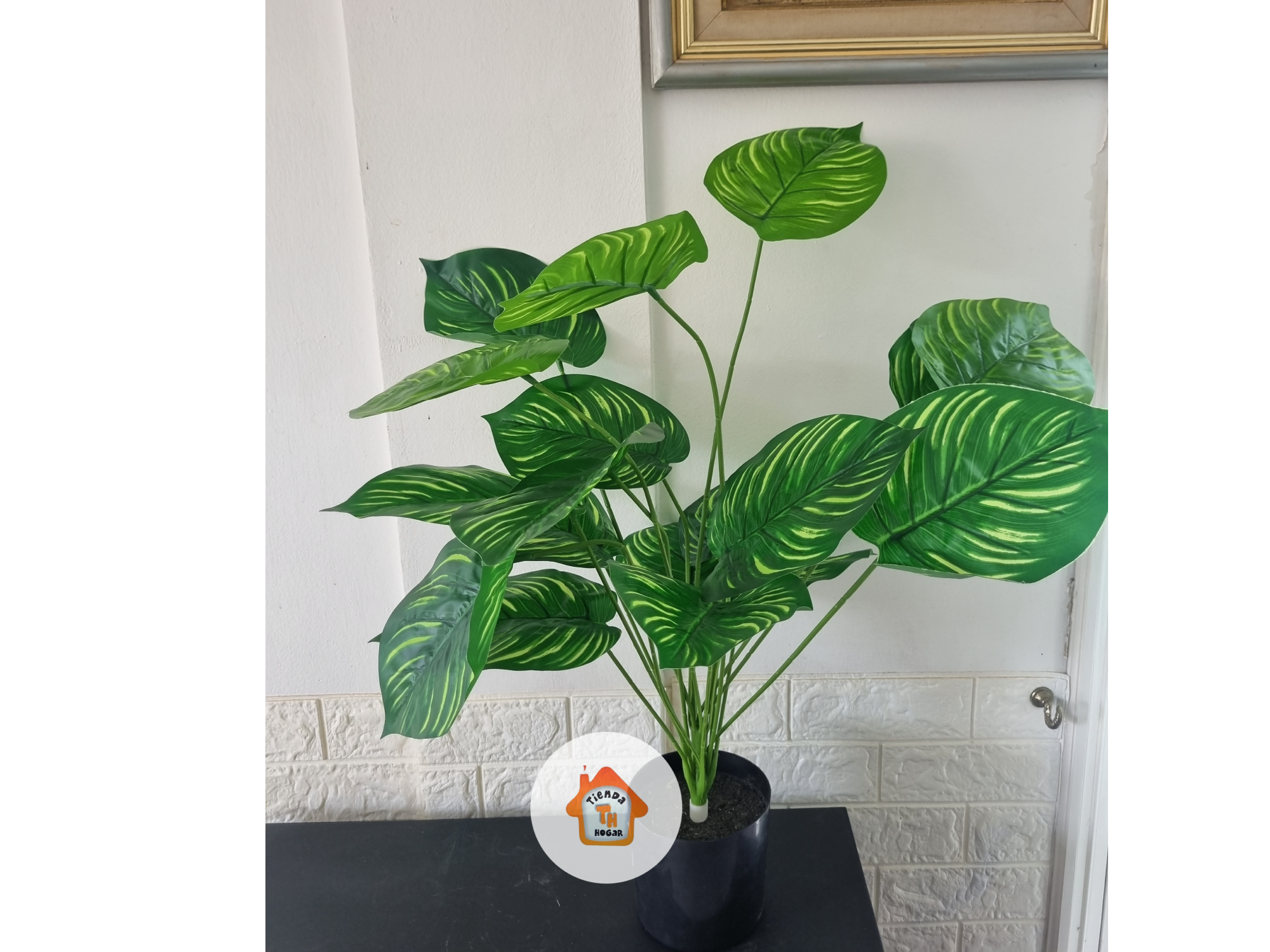 Calathea Jardin Interior