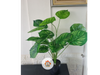 Calathea Jardin Interior