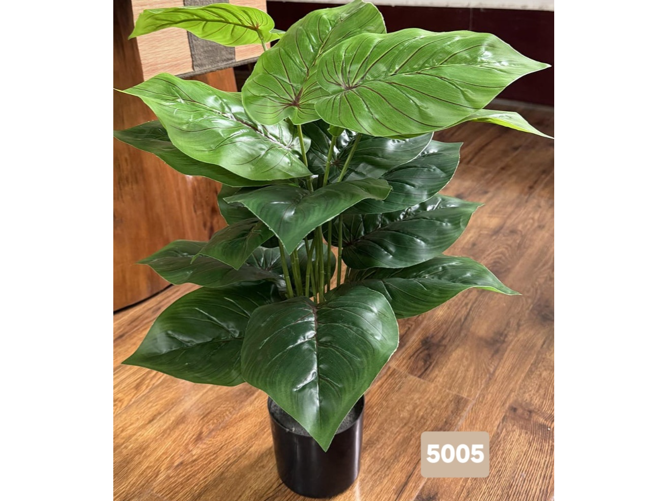 Alocasia con venas rojas
