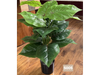 Alocasia con venas rojas