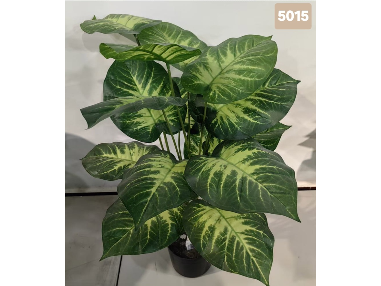 Dieffenbachia tropical